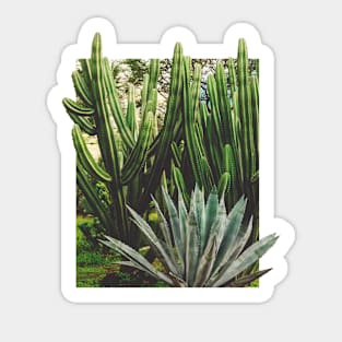 Cacti Growth Sticker